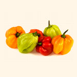 Hot Ata Rodo Pepper (Scotch Bonnet)