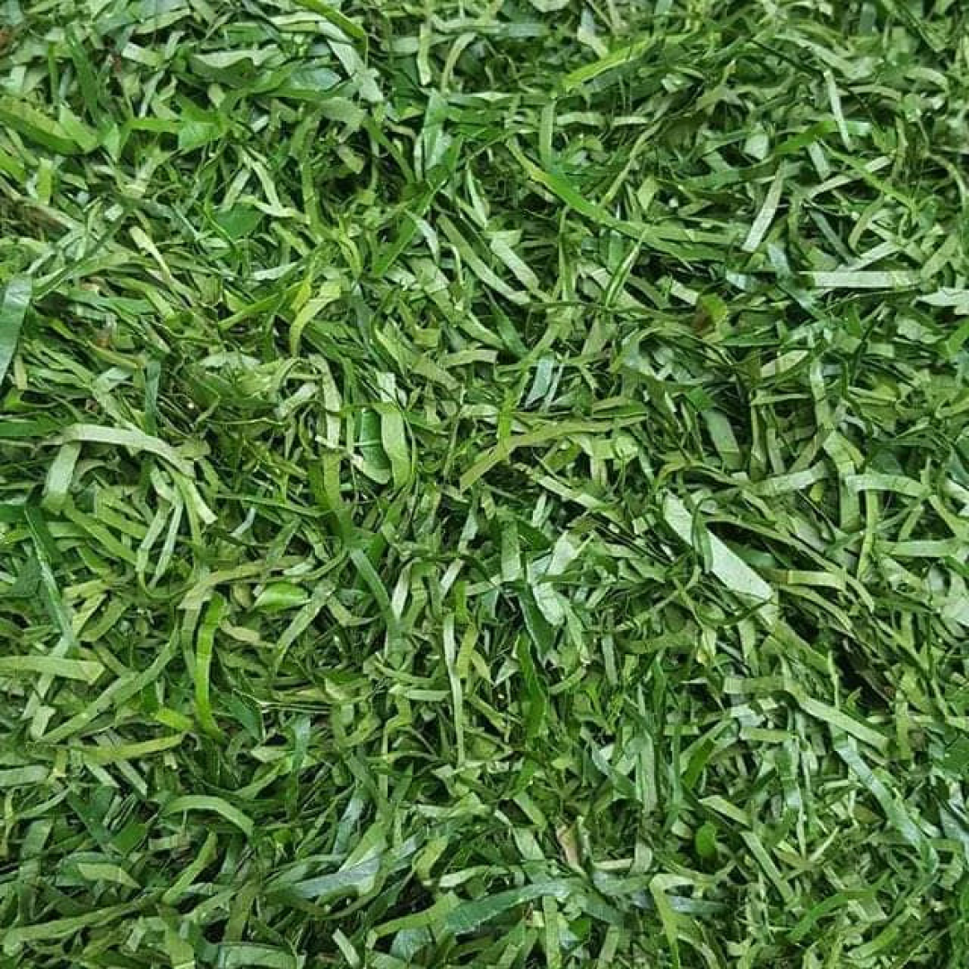 Dried Ukazi (Afang Leaves)